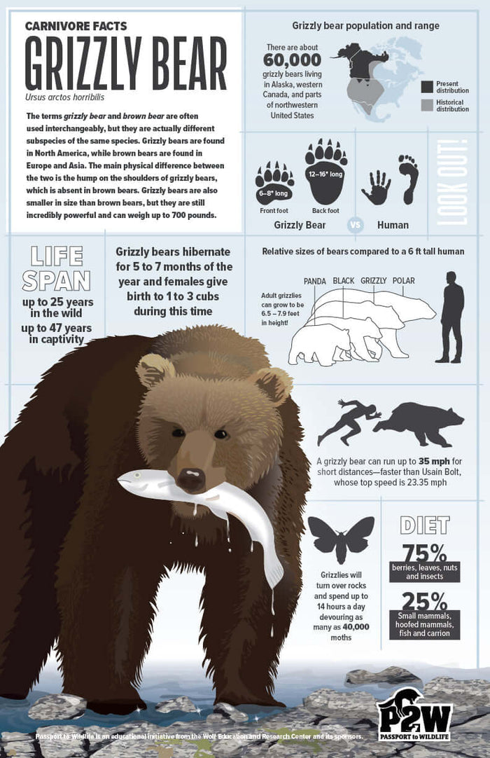 Grizzly Bear Facts 11x17 Poster featuring grizzly bear illustrations and fascinating facts about its life, diet, and habitat.