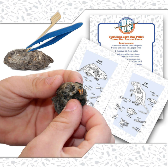 60 Small Pellet Pack + Tools + Guide with owl pellet in hand and dissection guide instructions.