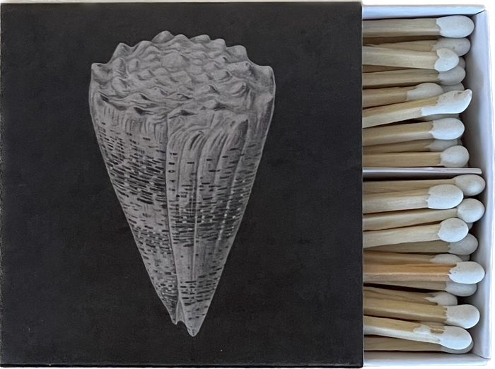 Cone Shell Matches