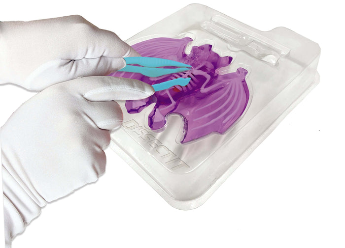 Dissect It Bat Lab