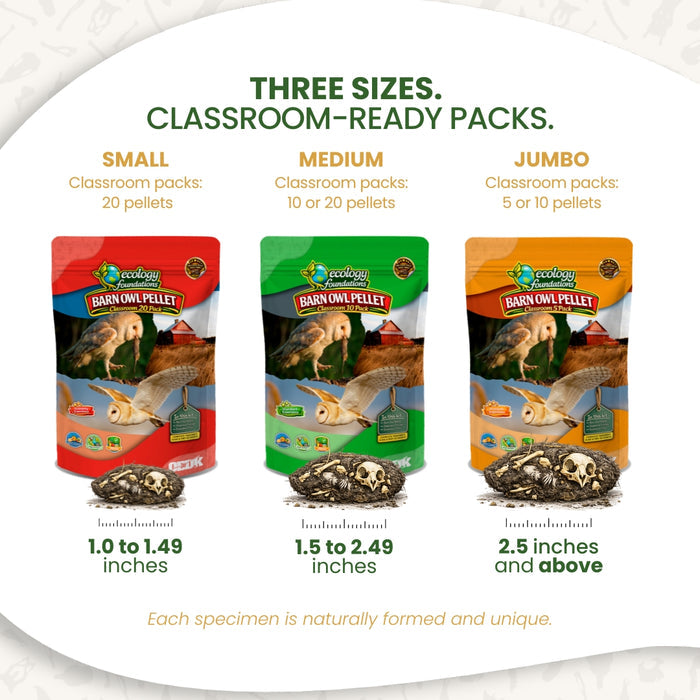 Ecology Foundations Premium Classroom Essentials  for Teaching 5 Students