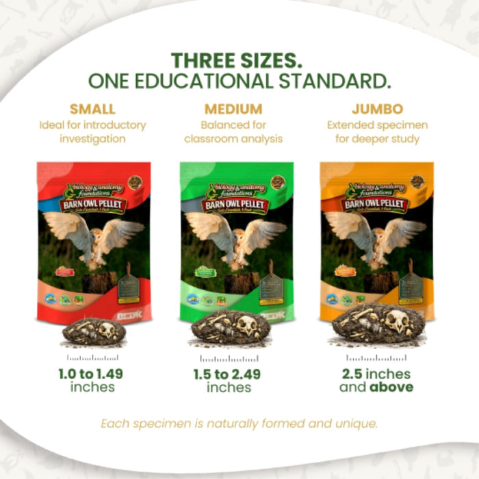 FIVE Biology & Anatomy Foundations Solo Essentials Medium Sterilized Barn Owl Pellet Activities