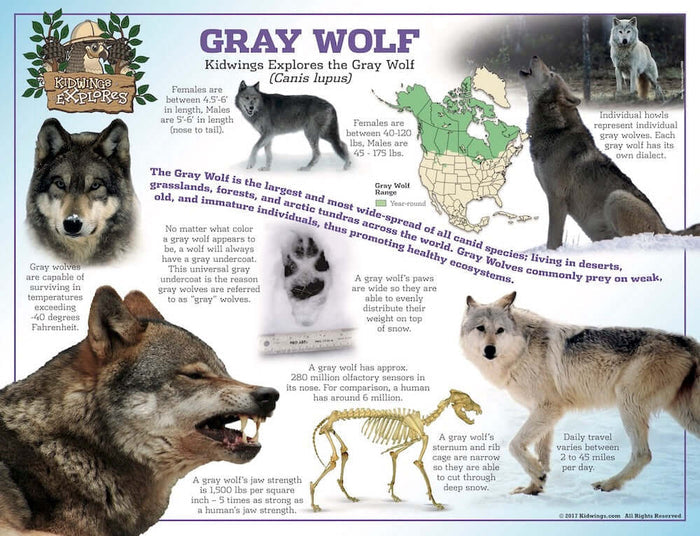 Gray Wolf 18x24 Laminated Poster