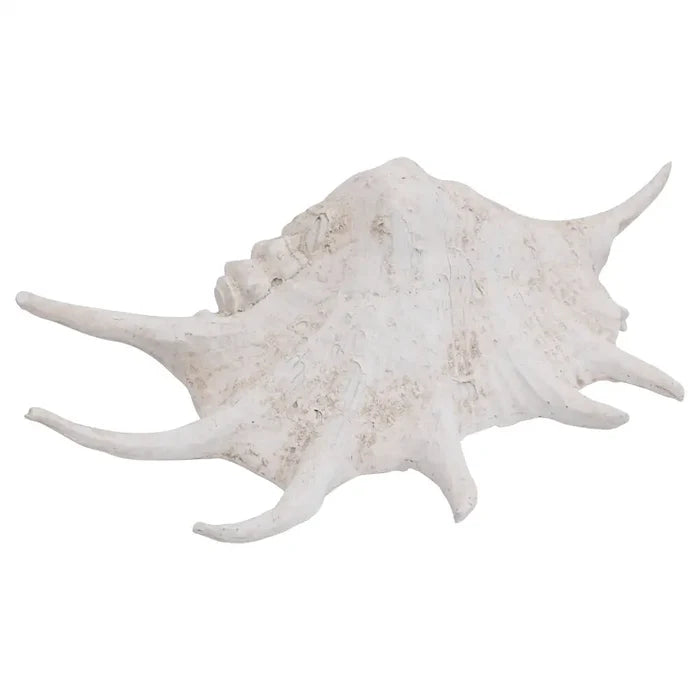 Large Seashell