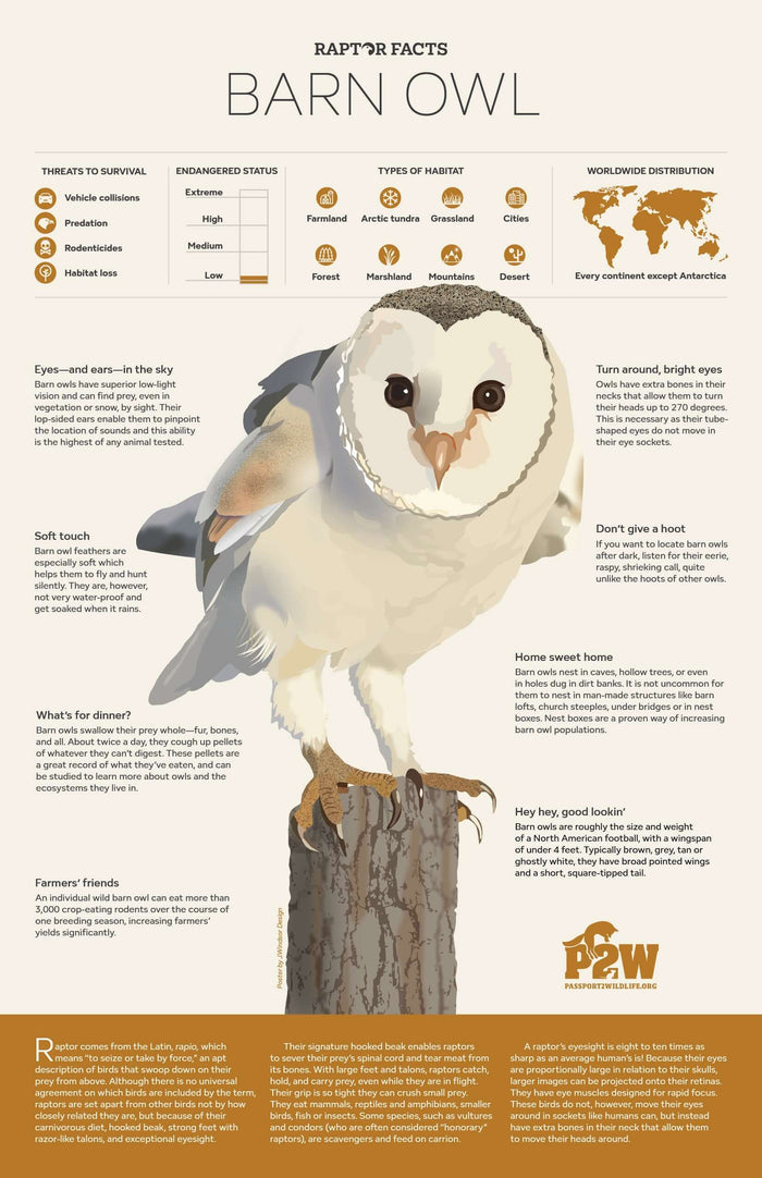 Raptor Facts: Barn Owl 11x17 Poster showcasing barn owl characteristics and habitat for wildlife education.
