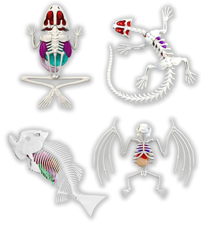 Save On ALL 4 Dissect It!
